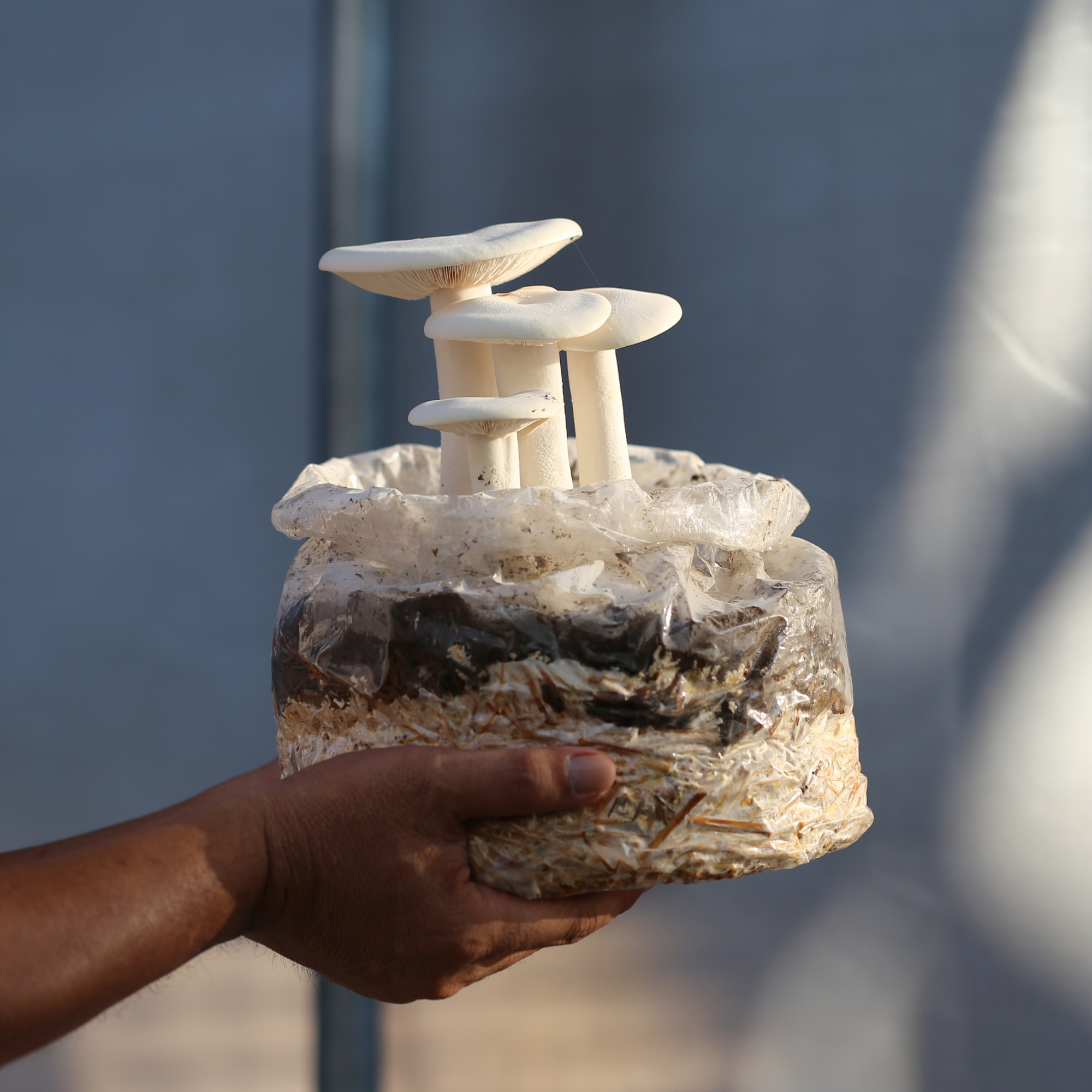 Milky Mushroom